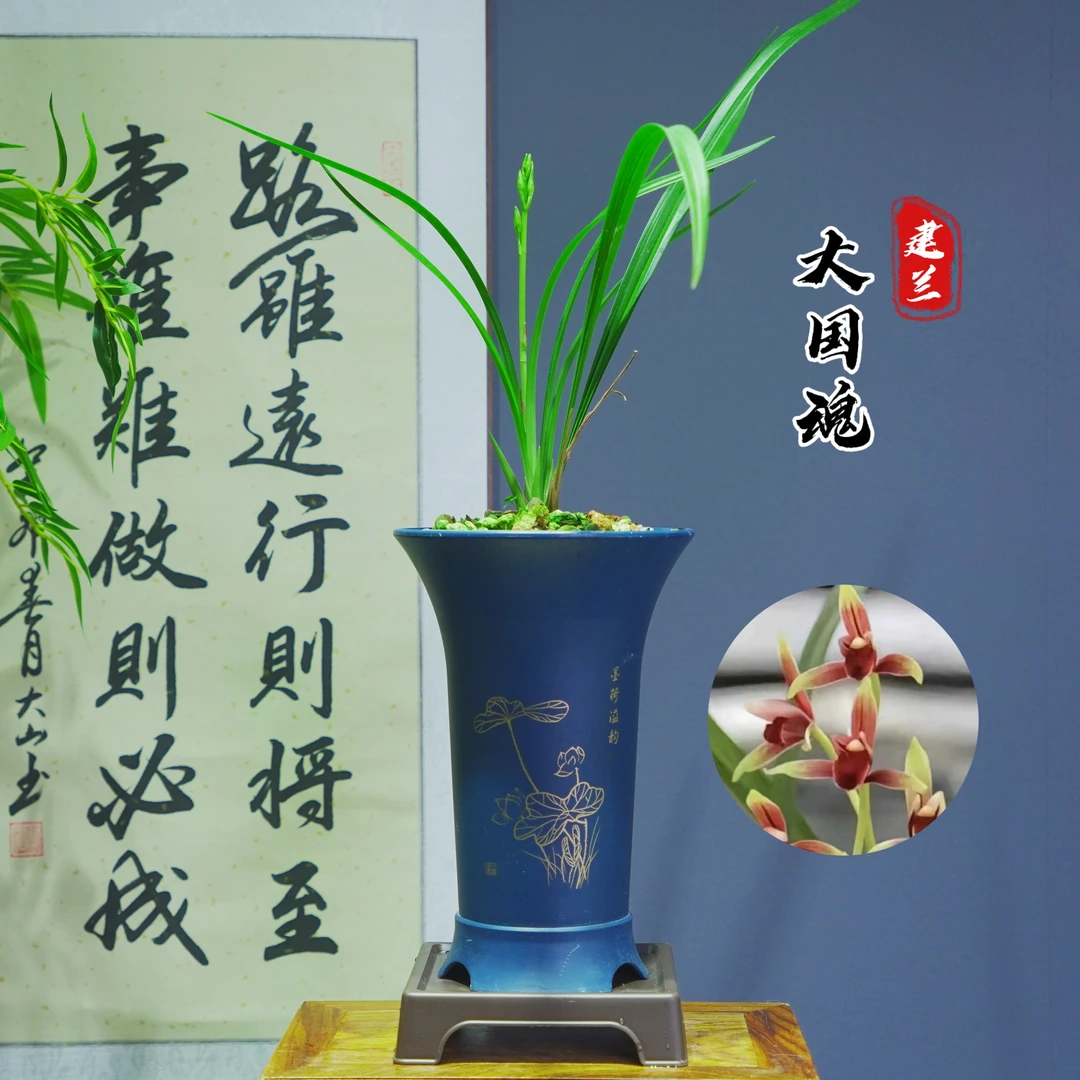 建兰大国精品兰花苗当年开花浓香阳台绿植花卉种植
