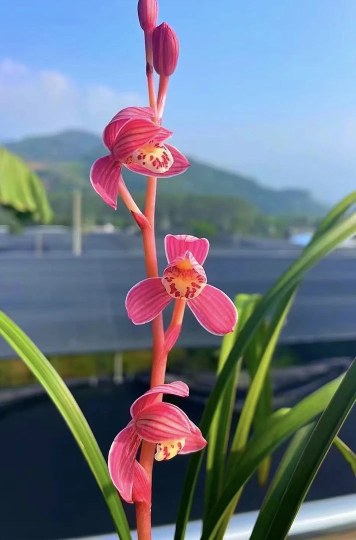 建兰红草红荷老种【下个月开花开】花浓香好养 名贵适宜种植
