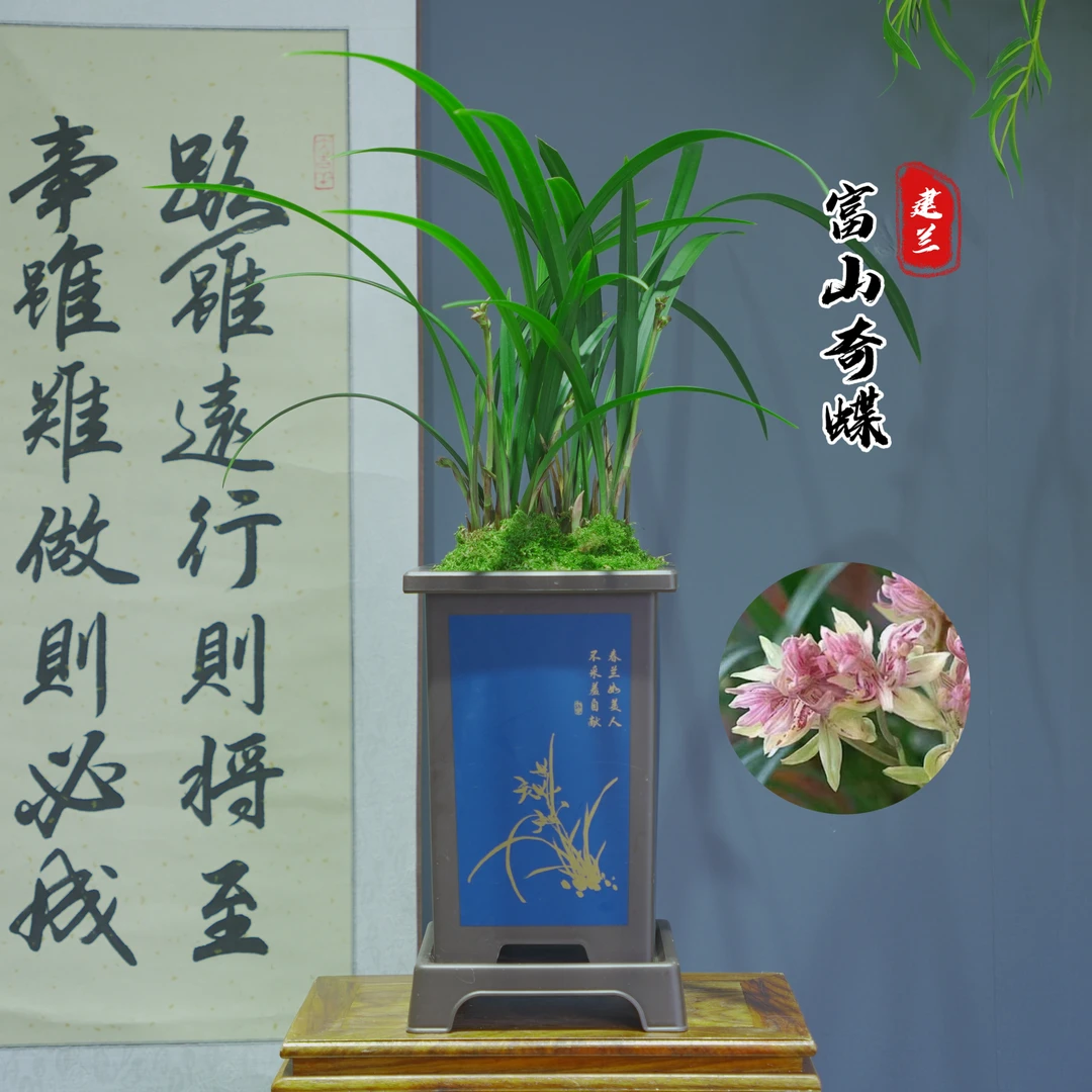 建兰铭品 【富山奇蝶】带花苞 浓香型 阳台绿植盆栽 花卉 四季兰