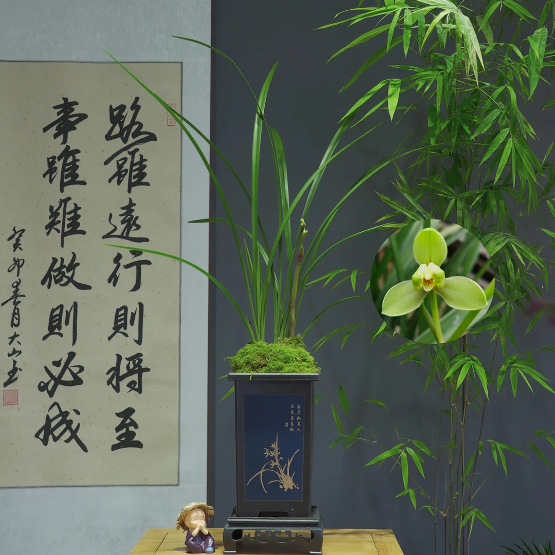 兰花[寒香梅]浓香型带国风盆种好勤花勤芽