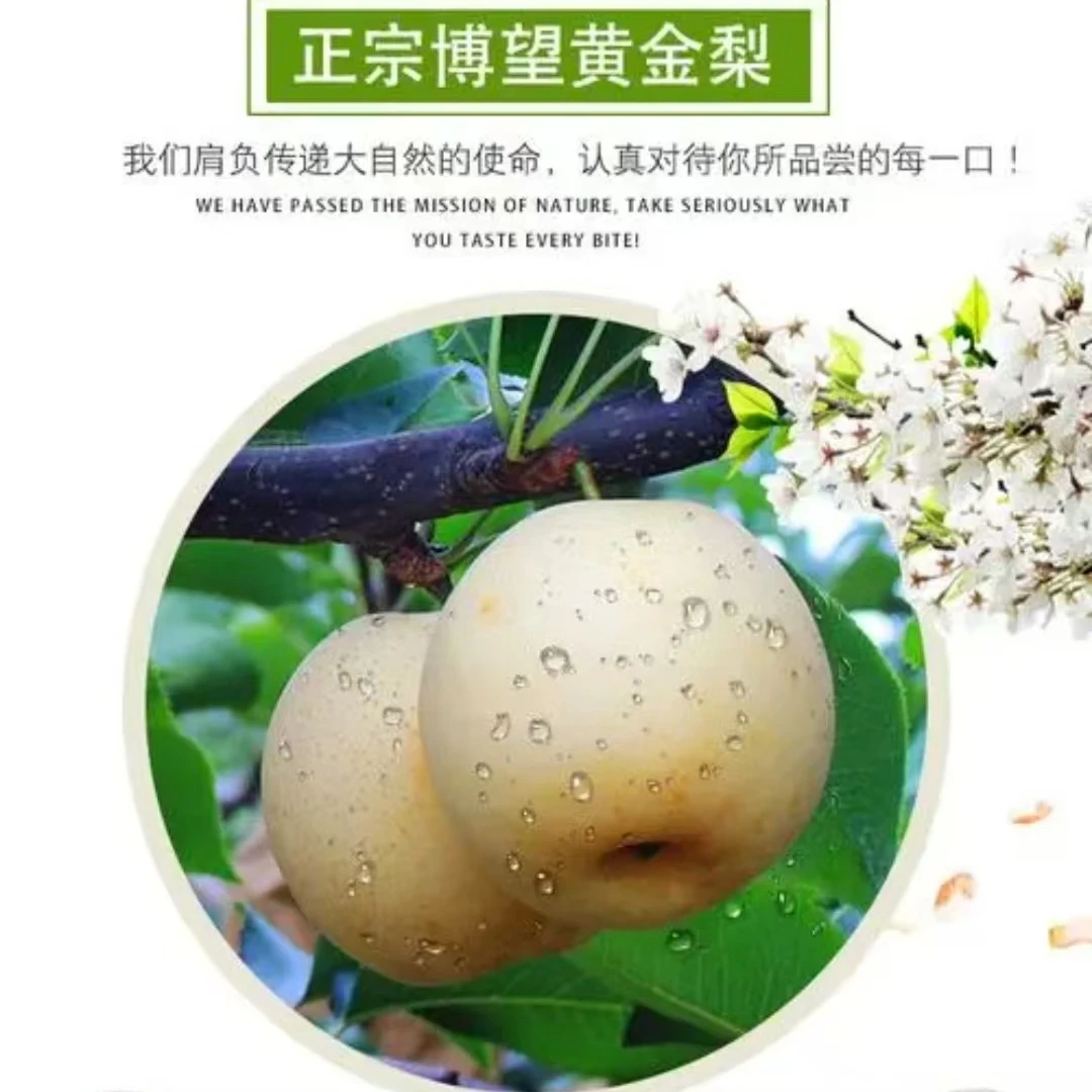 博望正宗黄金梨舌味道尖上的味道细腻皮薄爽脆时令爽口佳品清热