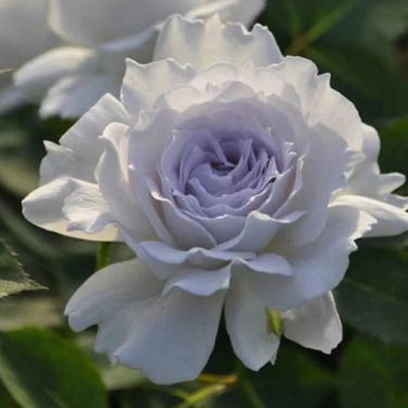 加百利大天使 月季花苗盆栽阳台庭院四季开花植物玫瑰花苗原盆土