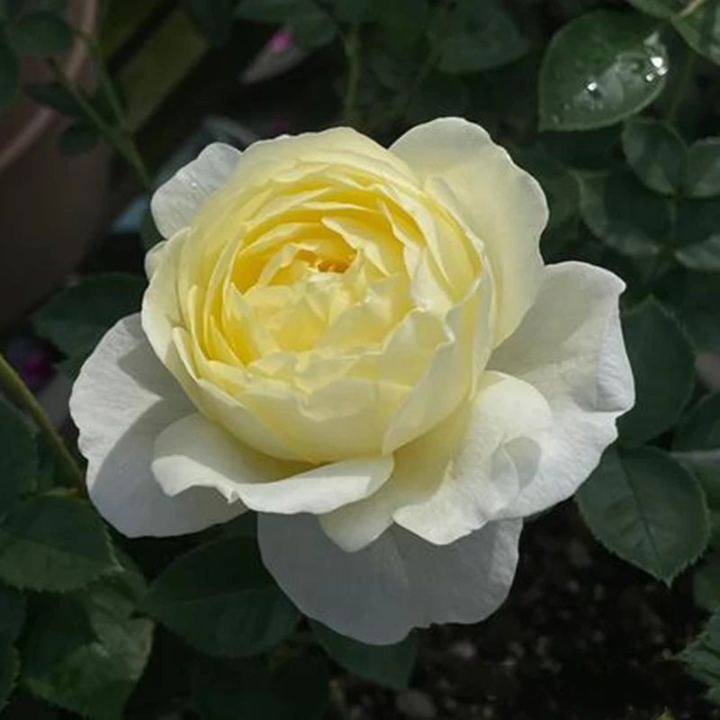 黄鹂鸟浓香切花月季花苗盆栽阳台庭院四季开花植物玫瑰花苗原盆土