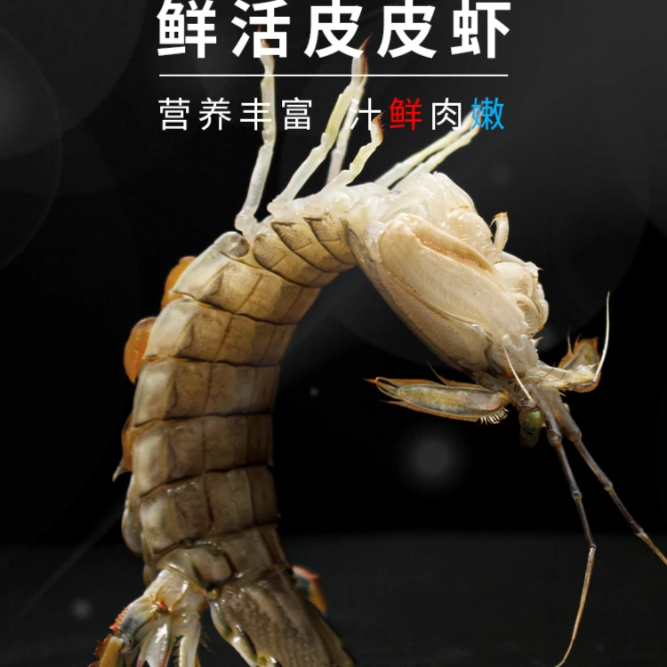 鲜活皮皮虾  三斤 中个（18到22只一斤）