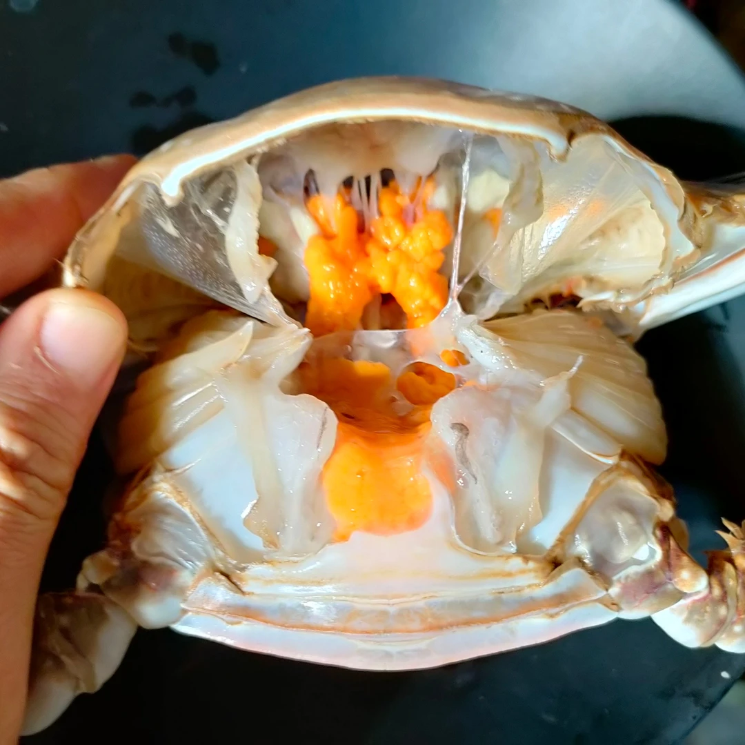 缺腿吃黄梭子蟹 2-5两/只（多斤数可选）【保鲜不保活】梭子蟹同城
