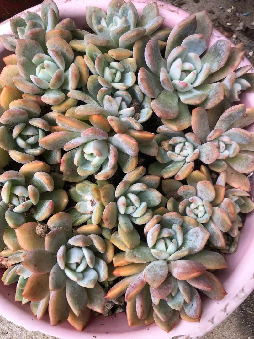 超级漂亮的状态多肉植物群生橙梦露