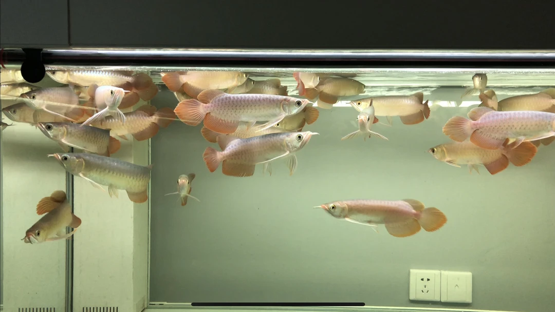 红细胞RED- R级 小鱼22-26cm