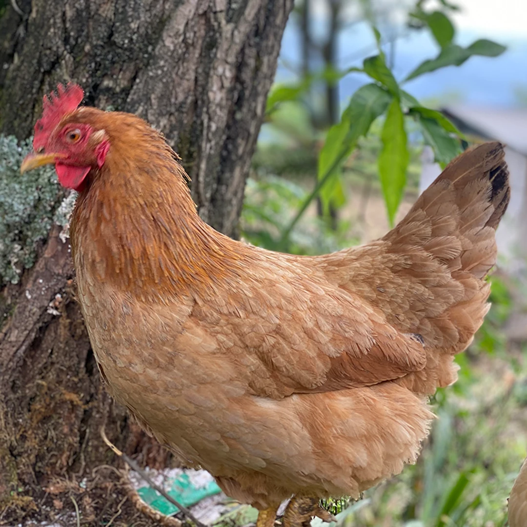 鲜农源 贵州高海拔散养跑地鸡