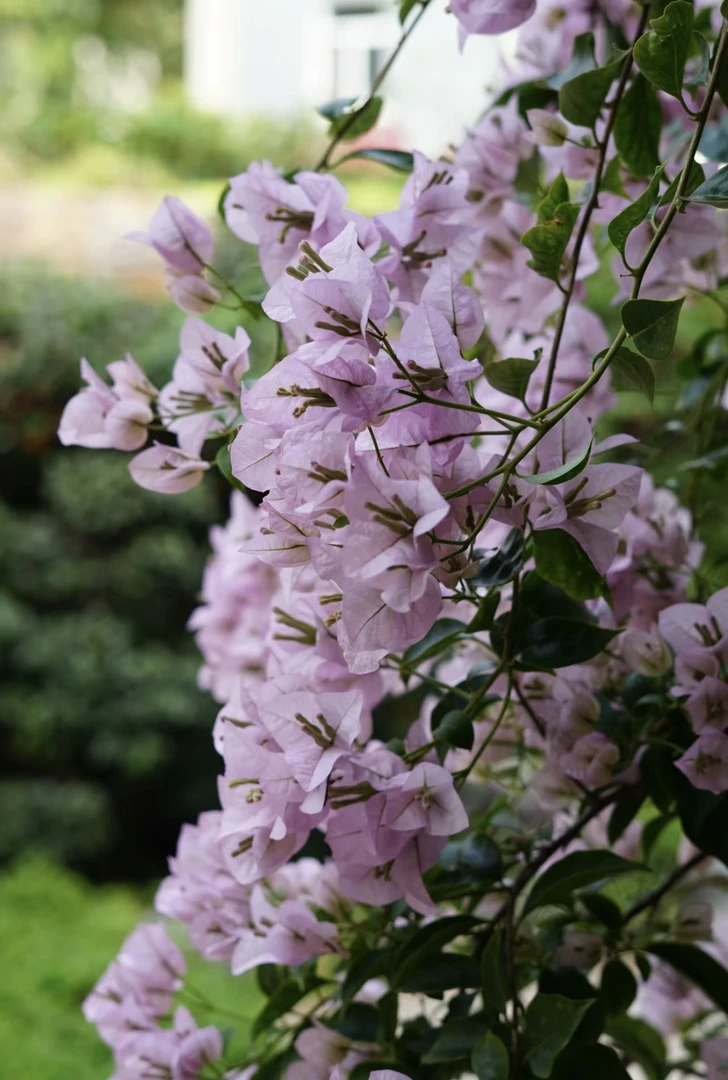 花梦园【三角梅-苹果花】原生耐养易活四季开花阳台庭院勤花盆栽