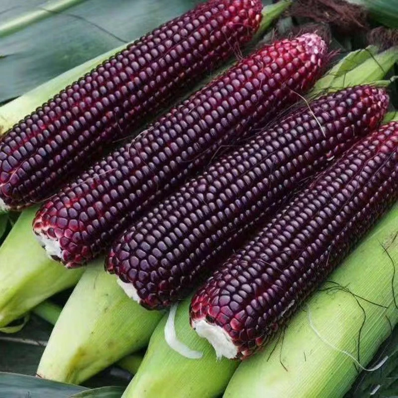广西农家新鲜蔬菜生的富硒黑玉米甜糯玉米现摘黏粘紫甜玉米棒
