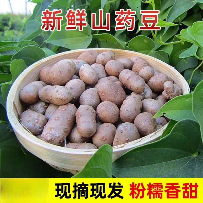 农家小白嘴铁棒杆铁棍怀山药豆蛋新鲜冰糖葫芦用豆大果商用现摘