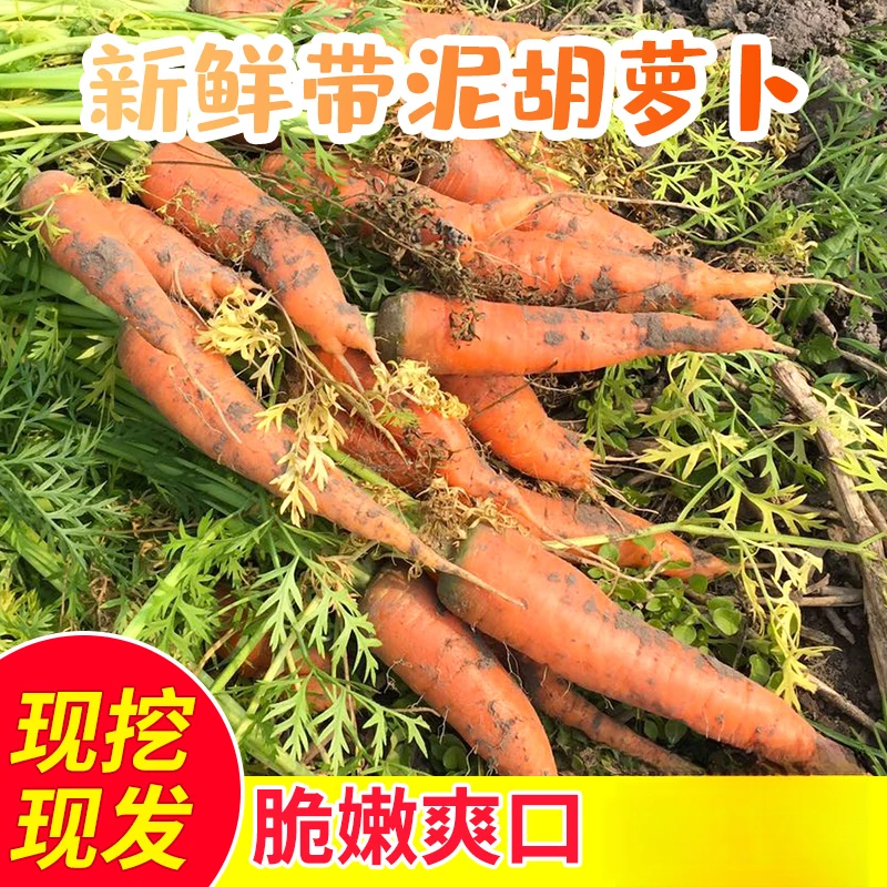 苏北农家露天现挖带泥水果小黄胡萝卜新鲜可生吃红萝卜时令蔬菜
