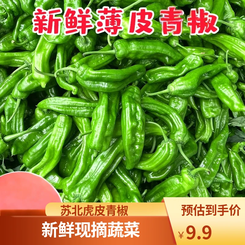 苏北农家自种新鲜虎皮薄皮青辣椒青椒菜椒牛角椒时令蔬菜现摘当季