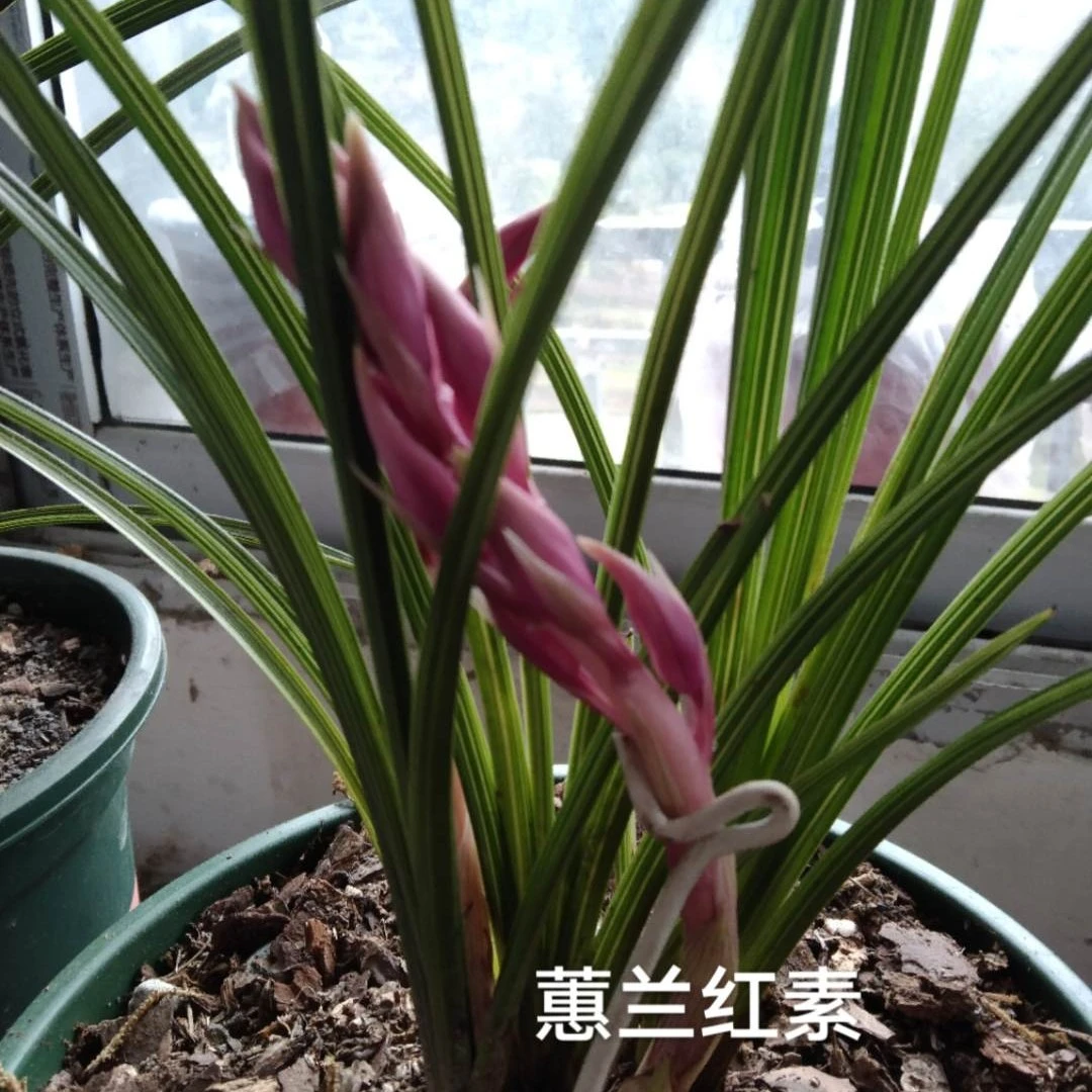 直播1号链接   兰花 金弹子