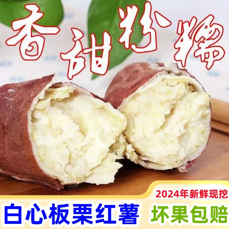 新鲜现挖红皮白心板栗红薯粉糯红薯小香薯食用饱满皮薄健康种植