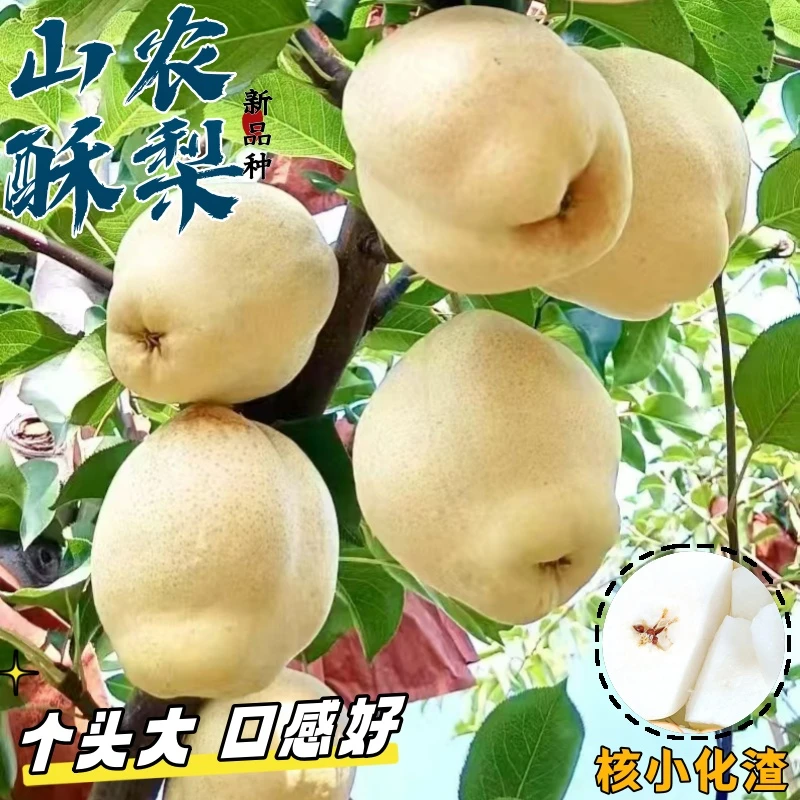 【新品上市】山农酥梨核小化渣皮薄肉厚肉质细腻风味好保存时间长