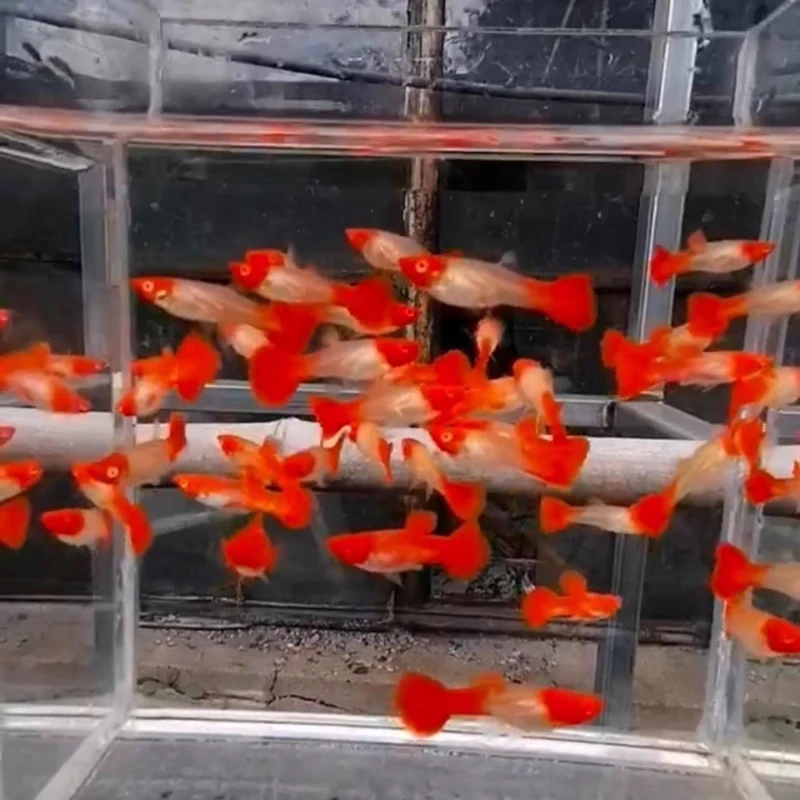 孔雀鱼（鸿运当头）鲜活灯科鱼天空蓝孔雀鱼小型观赏饲养混养