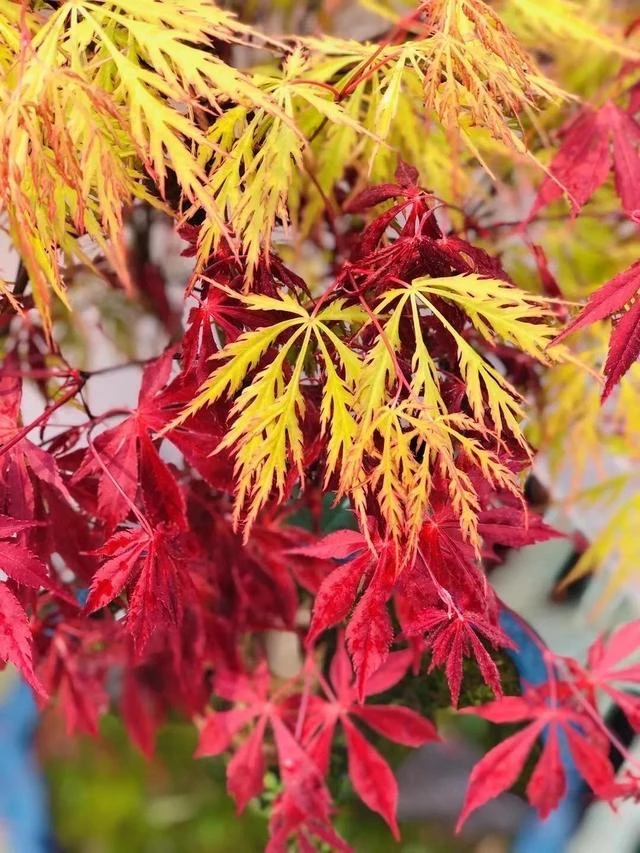 红枫中国红枫日本红舞姬盆栽地栽庭院别墅阳台各种规格品种枫树