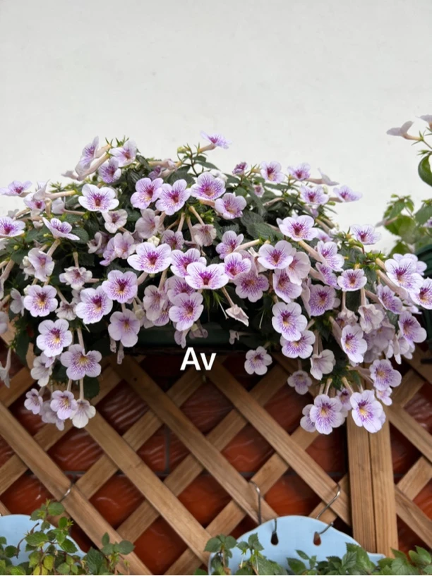 苦苣苔科长筒花伊利亚Av多年生非常适合阳台太阳光不充足的位置养