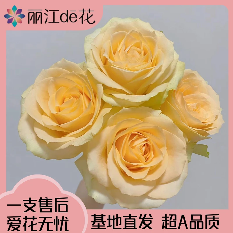 【丽江de花】鲜切蜜桃雪山,黄绿渐变双色耐看 厚实 基地新鲜发货