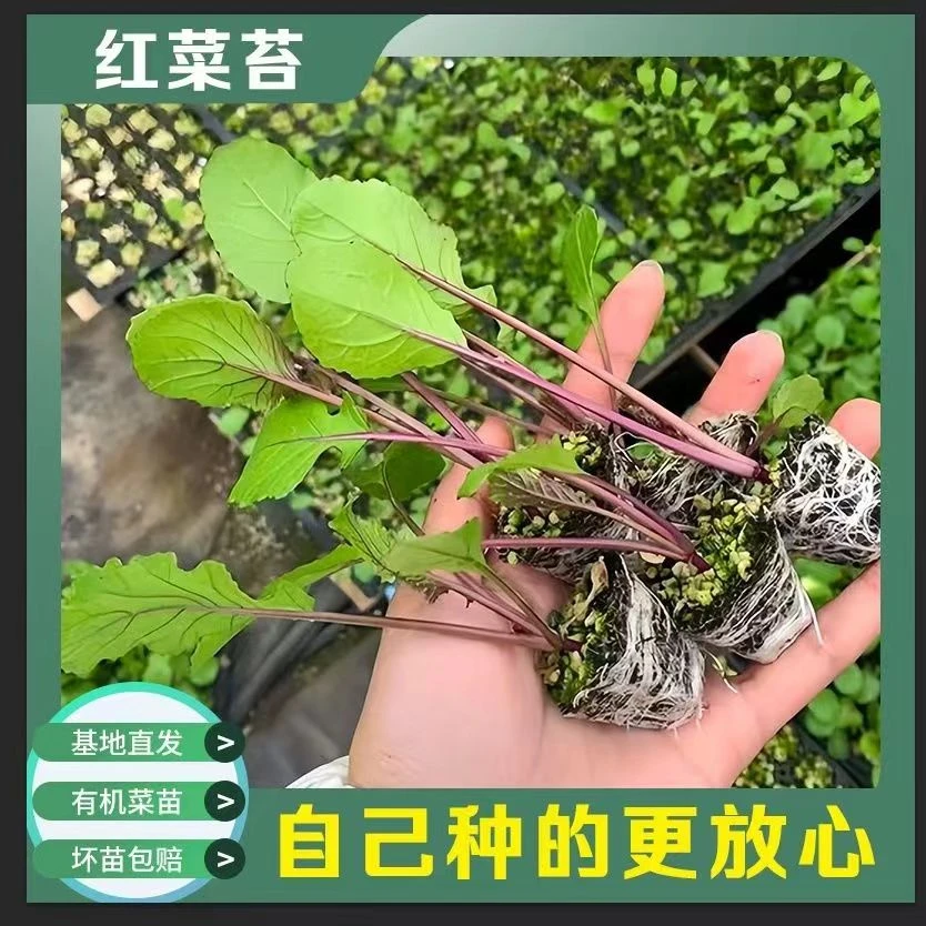 红菜苔秧苗蔬菜苗十月红杆红菜苔新鲜耐寒阳台秋冬庭院种植菜秧苗