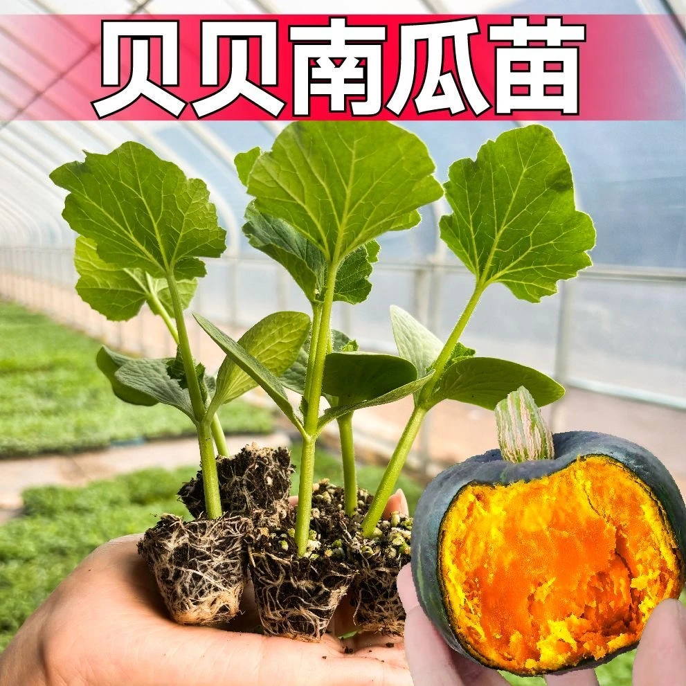 贝贝南瓜秧苗粉超糯正宗真贝贝南瓜苗秧绿贝贝南瓜蔬菜苗四季阳台