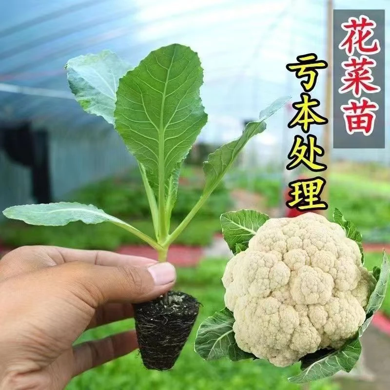 有机花菜苗青梗松花秧苗花椰菜菜花苗盆栽庭院大田新鲜四季耐寒