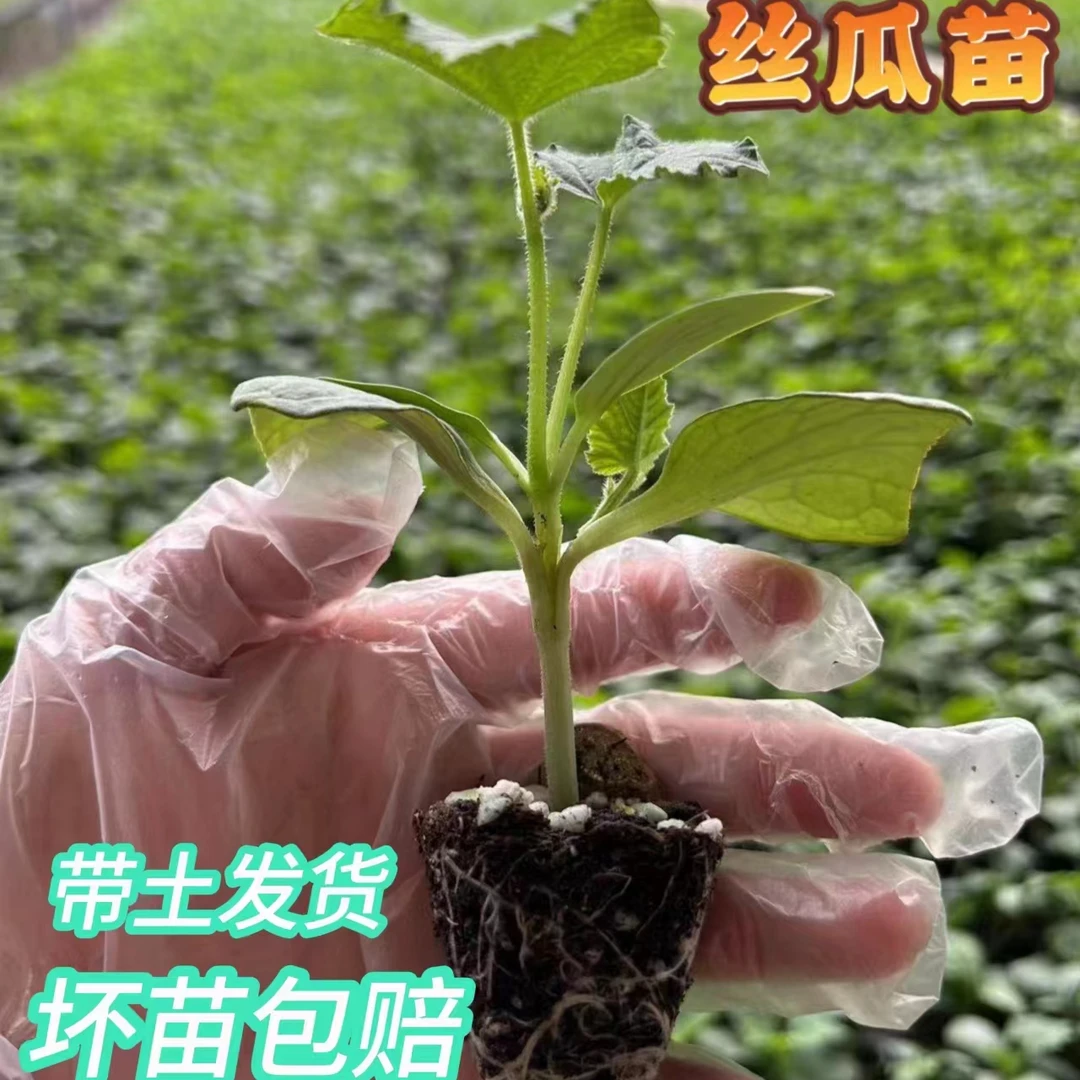 丝瓜苗早熟高产带土新鲜蔬菜苗大肉丝瓜苗奶油丝瓜苗长丝瓜苗