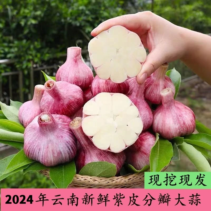 【粉丝福利1】云南新鲜紫皮分瓣大蒜泡蒜腌蒜糖醋蒜5斤3斤