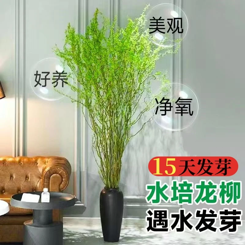 龙柳鲜切枝客厅水培懒人植物四季好养活水养花卉婚庆绿植盆栽插花