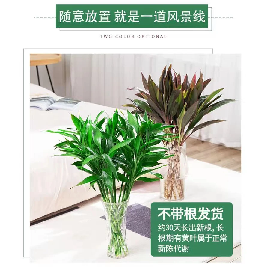 红朱蕉富贵竹很好鸿运当头大叶竹水培好养活绿植花卉鸿运紫竹盆栽