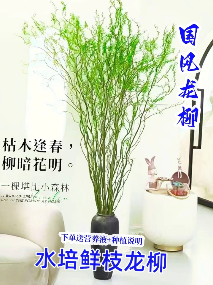 精品国风龙柳鲜枝水培插花艺术装饰四季水培植物发芽好养
