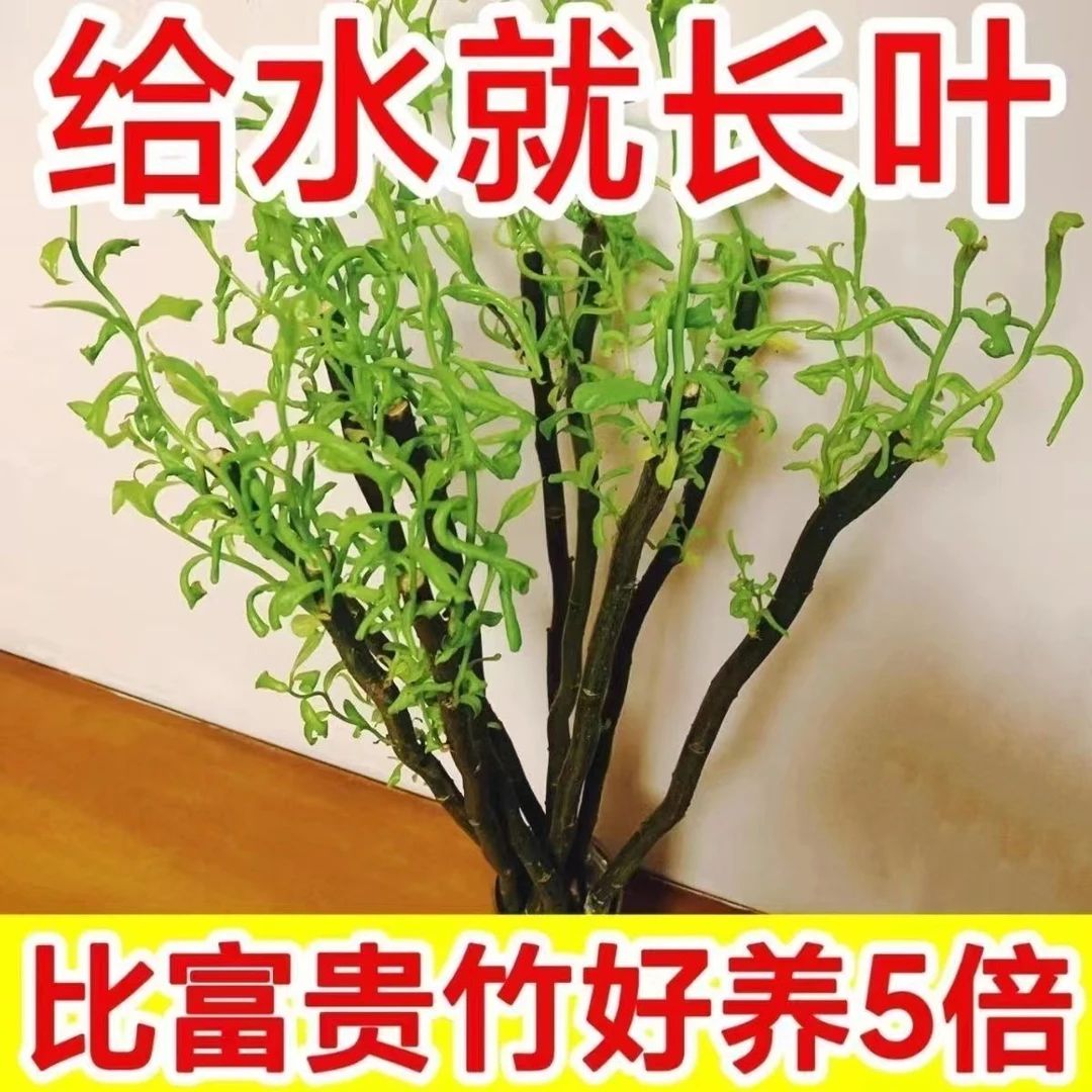 水培龙柳鲜枝水养无分叉短支遇水发芽室内办公室桌摆四季好养易活