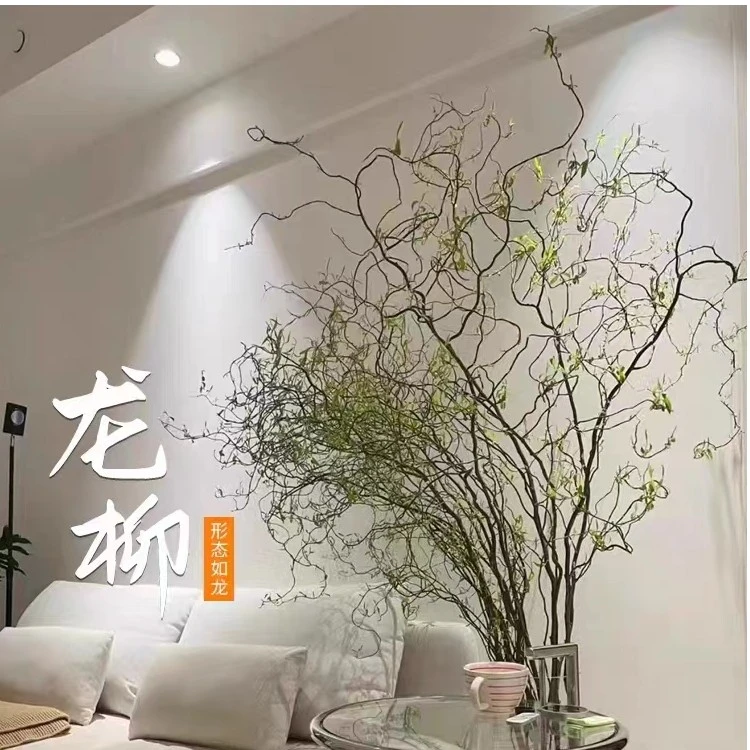 国风龙柳1.5-1.7米鲜枝现切可装饰绿植居室艺术水培花卉好养易活