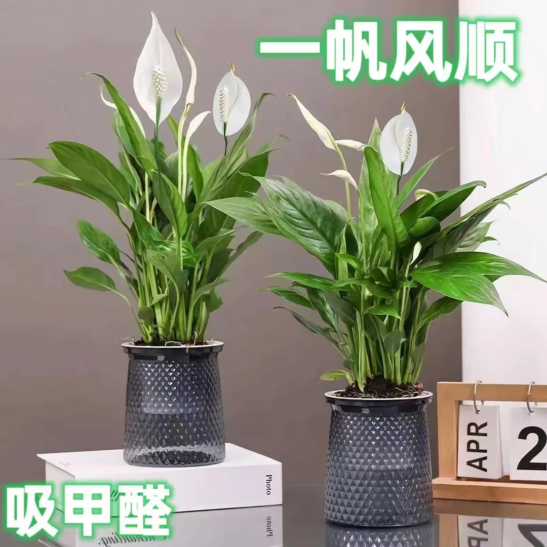 大盆白掌水培白掌盆栽植物种植绿植净化空气办公室除甲醛绿植鲜花