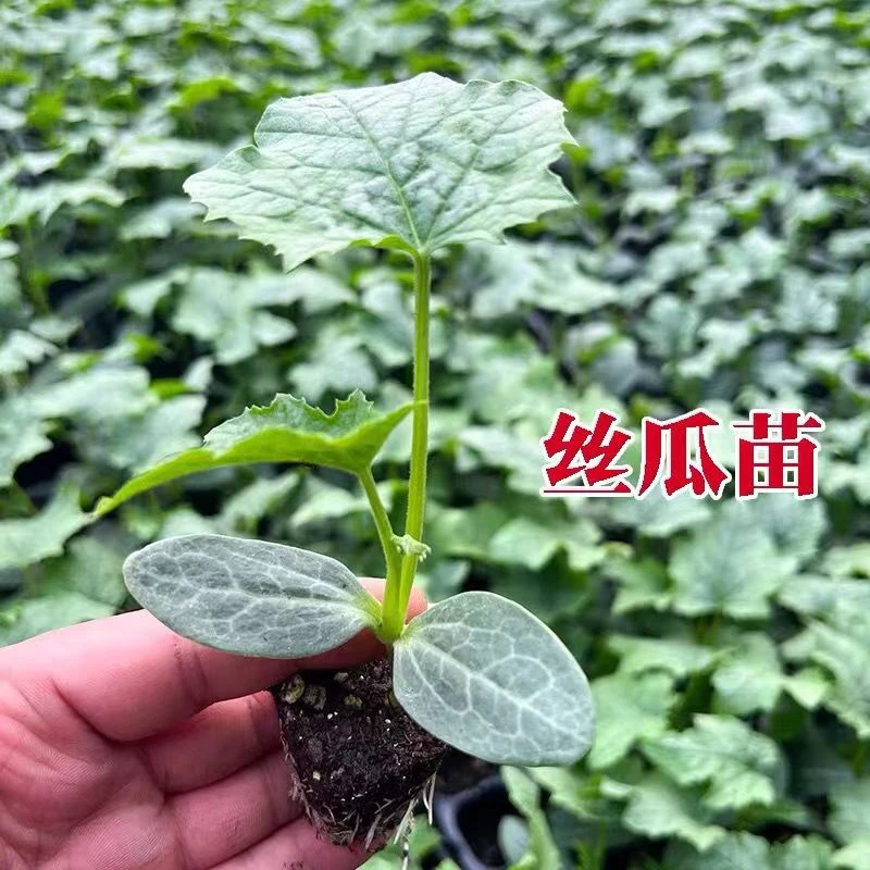 丝瓜苗早熟肉丝瓜秧苗长香丝瓜苗清香丝瓜阳台庭院健康蔬菜秧苗籽