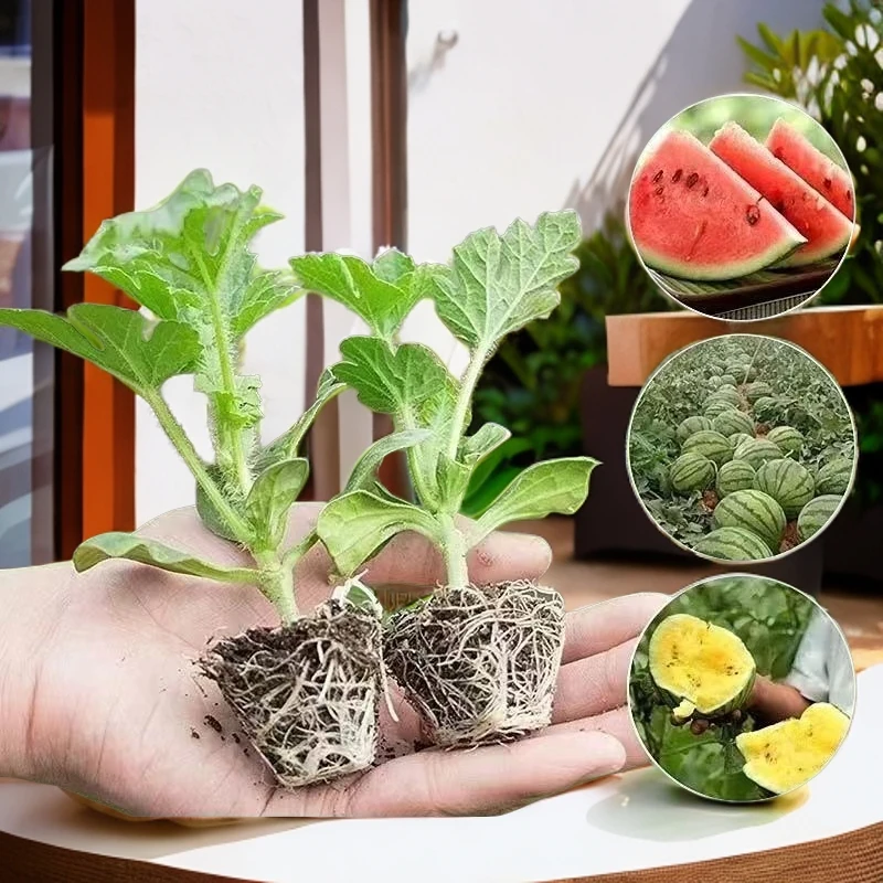 嫁接西瓜苗8424麒麟瓜美都甜王麒麟早熟秧苗四季种植盆栽地栽阳台
