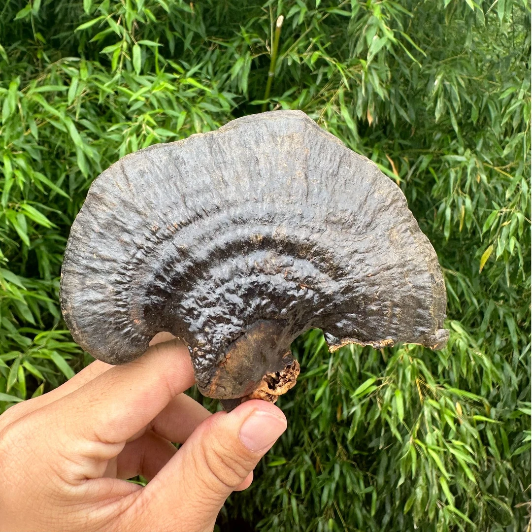 【黑灵芝】净重250g-500g