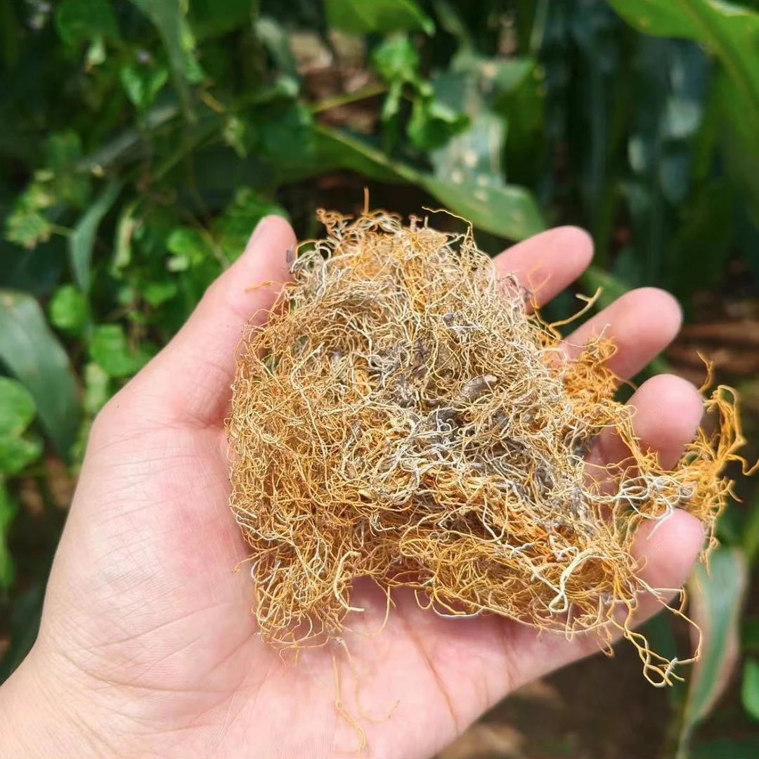 【藏雪茶】净重-100g