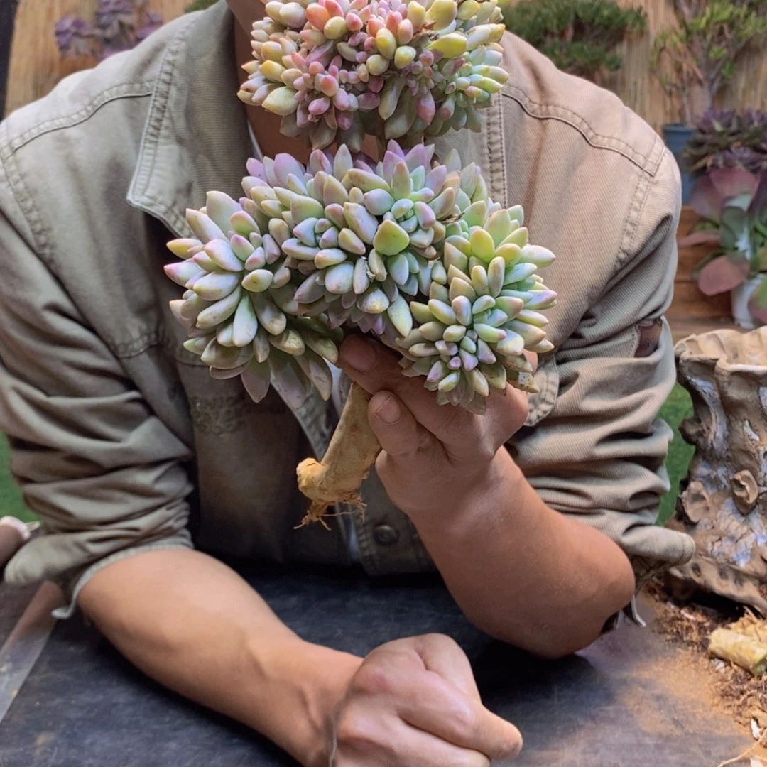 泡*、28 号淡雪缀化。    2个