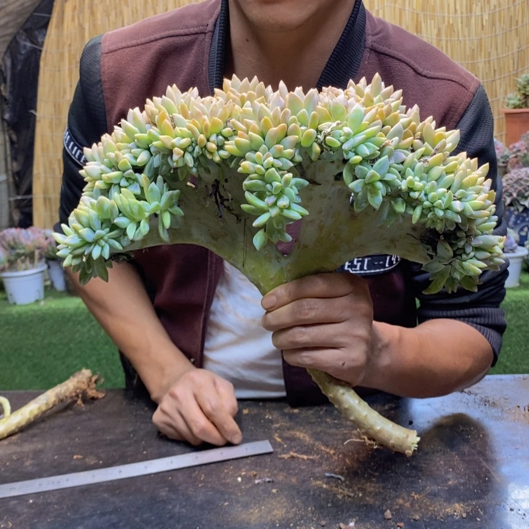 146 号淡雪缀化。