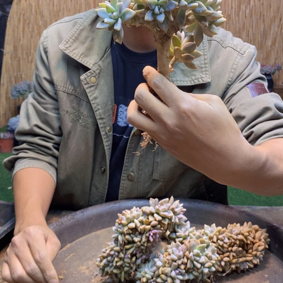 178 淡雪缀化小老桩