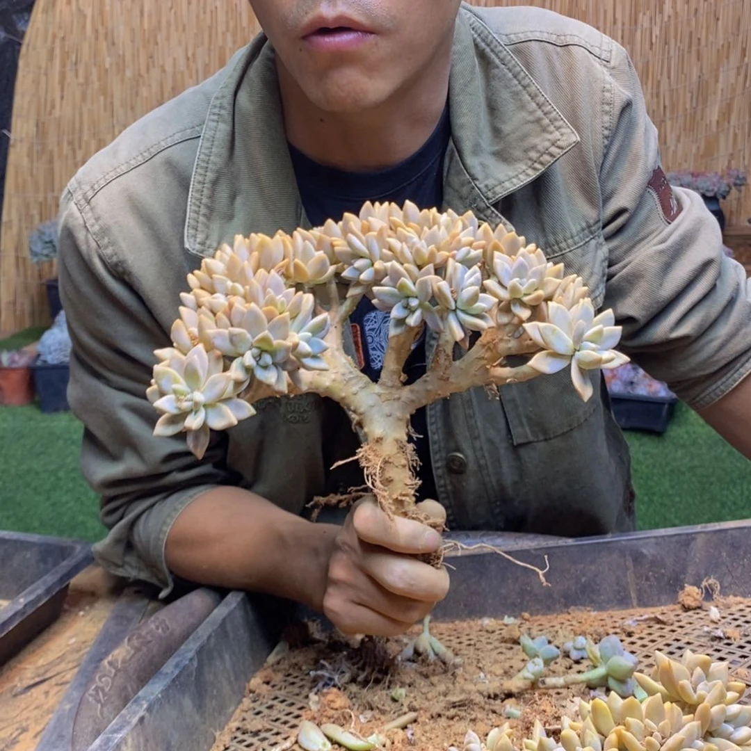 173 淡雪缀化小老桩