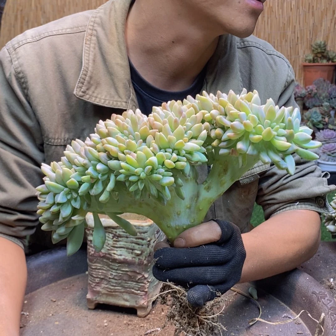 39 号淡雪缀化。