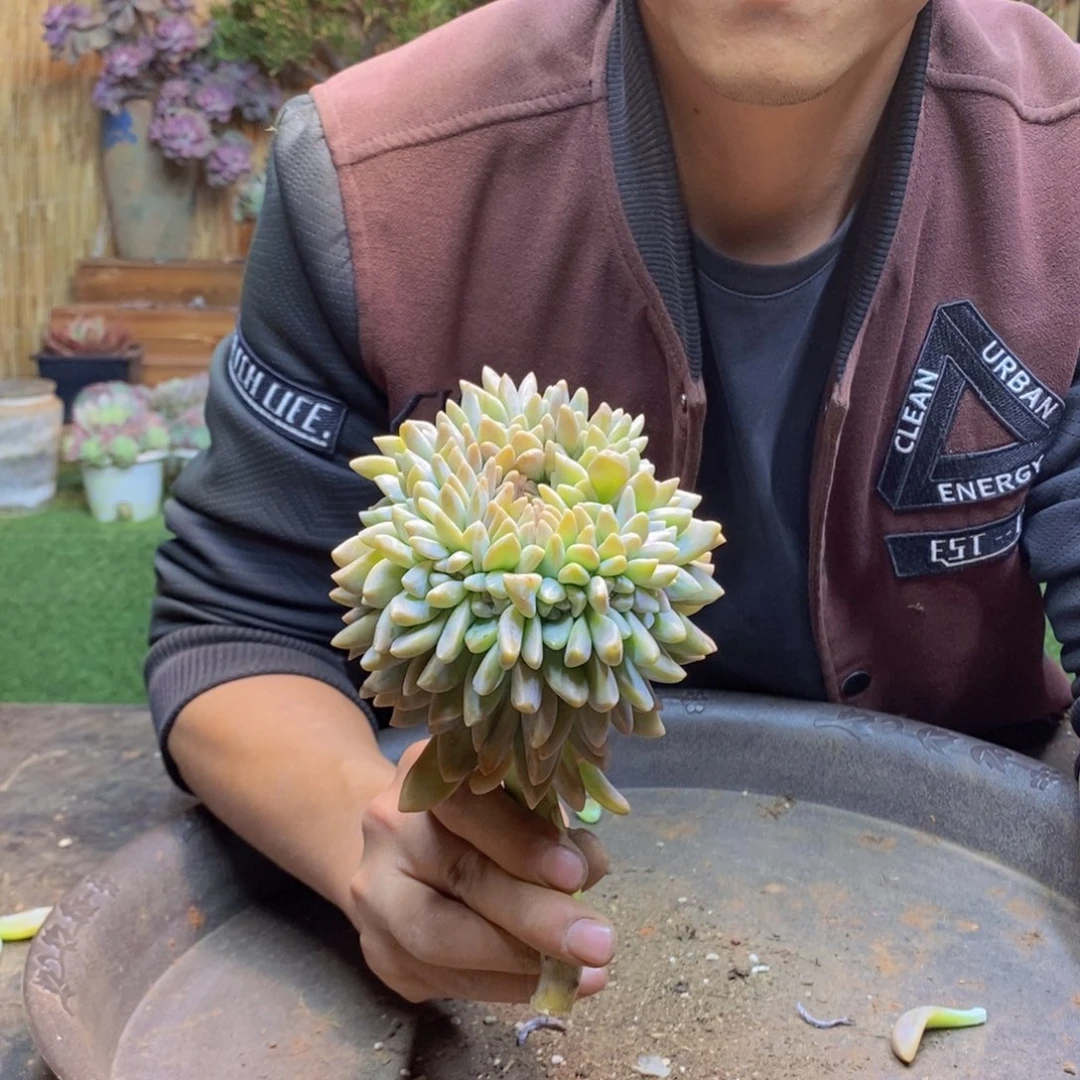 嘻**_89 号淡雪缀化。