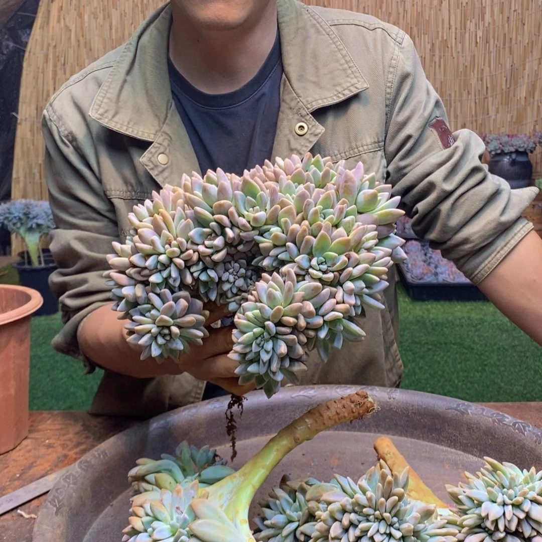 艺**贝A108   淡雪缀化