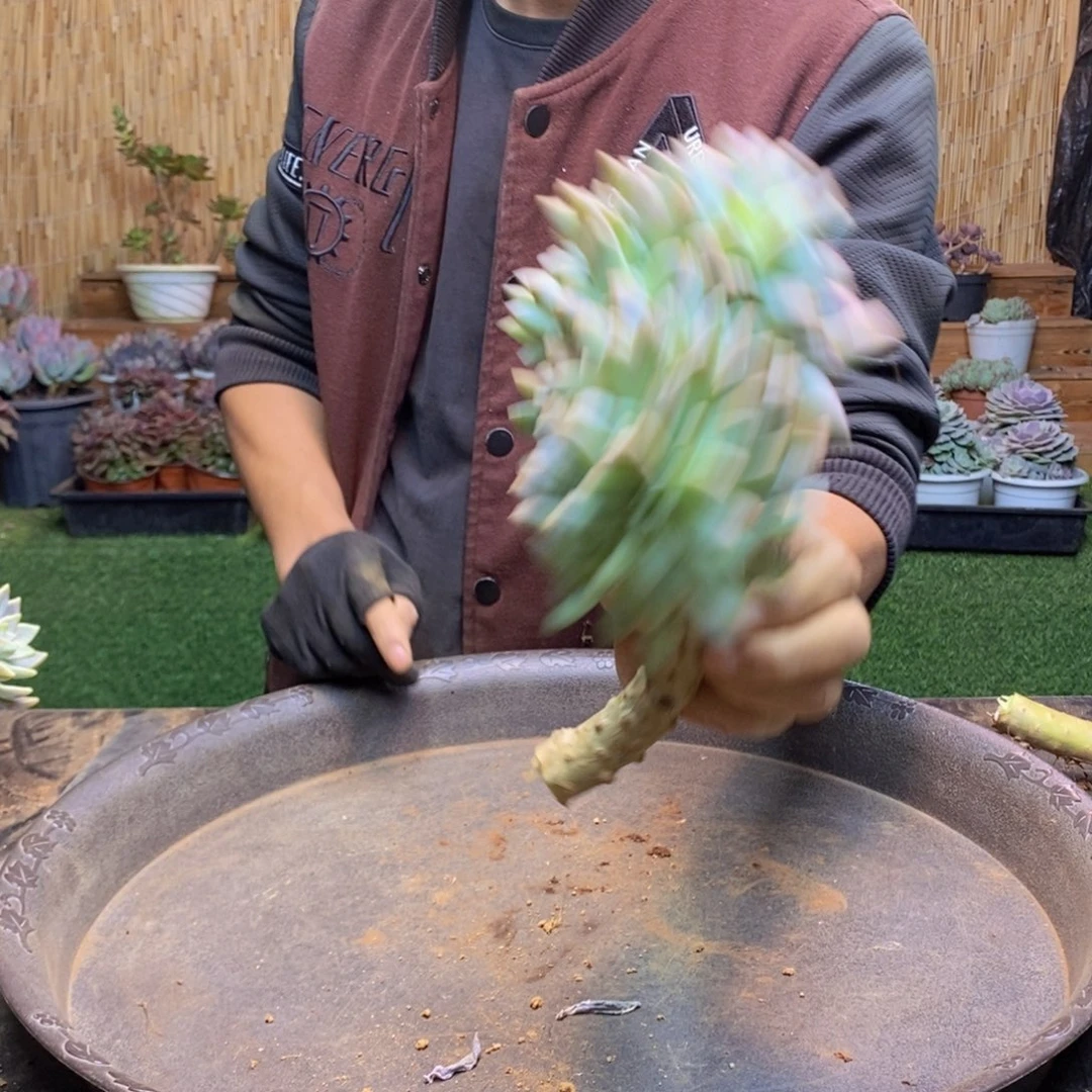 指****?A37 号淡雪缀化。