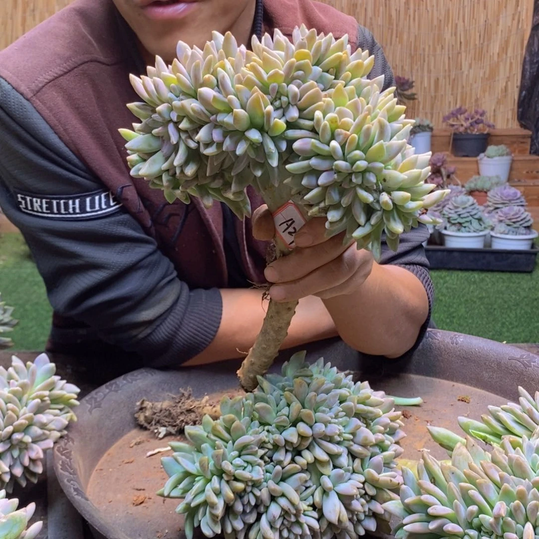 芷A30 号淡雪缀化。