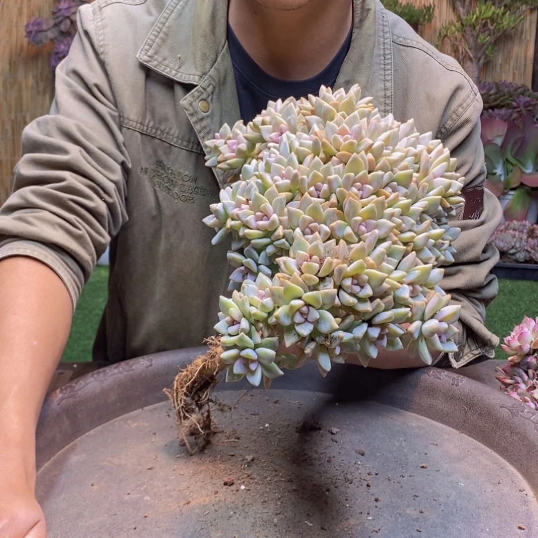 ?***°02 号淡雪缀化。