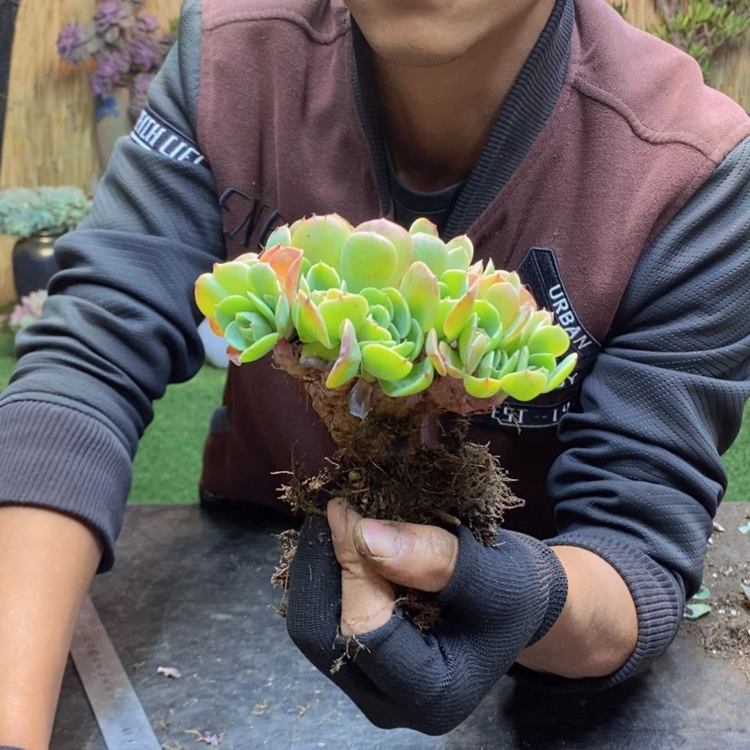 否**来84 号艾斯梅拉达。